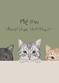 Meow - American Shorthair - OLIVE