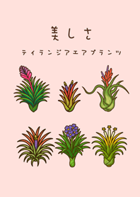 エアプラントの開花（桜ピンク）