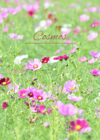--- Cosmos --- 9