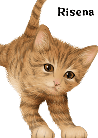 Risena Cute Tiger cat kitten