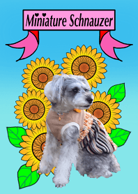 AER the Miniature Schnauzer: PhotoTheme