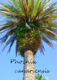 Phoenix canariensis