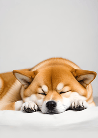 Sleeping Dog Cat mgk0z