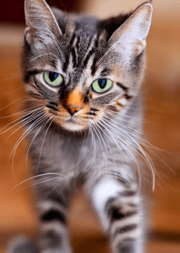 nyanko great runaway#mlgas221