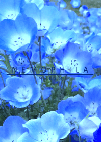 NEMOPHILA-Flower 4