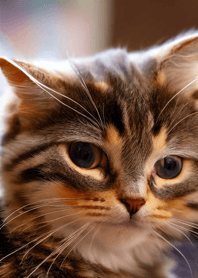 Nyanko Great Runaway#babvaj027