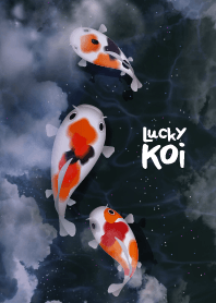 Lucky Koi : Starry Night