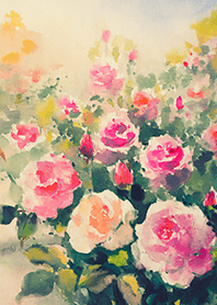 Beautiful rose flower(R4371)