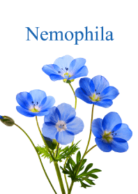 ネモフィラ vol.7