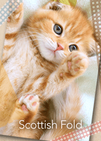 Banzai Scottish Fold