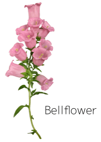 Bellflower (Japanese ver)