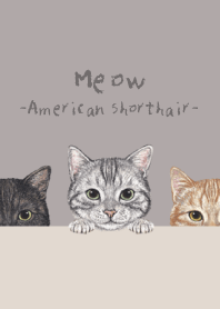 Meow ! - American Shorthair - GRAY