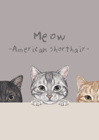 猫！ - アメショ - 灰色