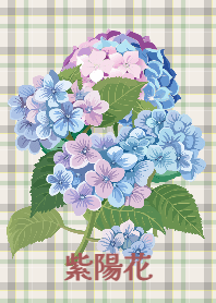 Hydrangea flower 11