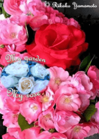 My garden, My rose_Angela