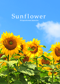 Theme of Sun Flowers from Japan