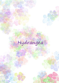 Colorful hydrangea