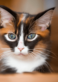 nyanko great runaway#bvuaz39