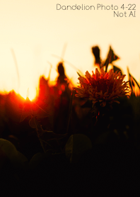 Dandelion Photo 4-22Not AI