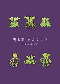 เฟิร์นเขากวางของฉัน(ม่วงทึบ)