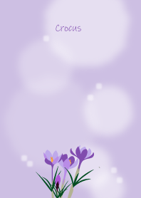 January's birth flower,Crocus