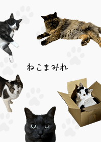 ねこまみれ。癒しの着せかえ