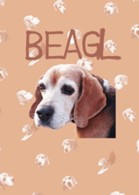 BEAGLE PHOTO THEME