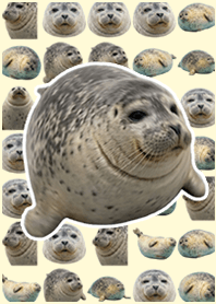 圓形斑海豹 黃色