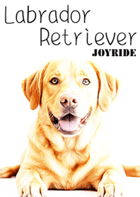 Labrador Retriever Yellow