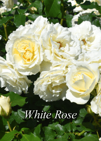 "White Rose 3" theme
