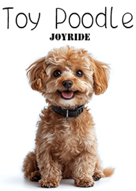 トイプードル Toy Poodle