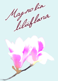Magnolia liliiflora