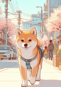 Shiba's Urban Springtime Stroll
