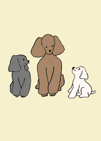 狗 貴賓犬_象牙