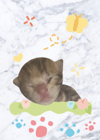 圓 仔 日 常