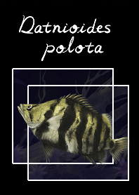 波洛擬松鯛(Datnioides polota)
