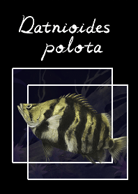 Datnioides