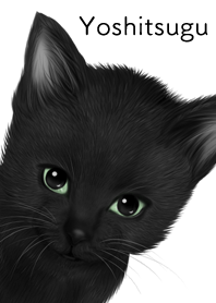 Yoshitsugu Cute black cat kitten