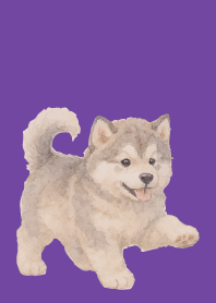 Alaskan Malamute puppy purple