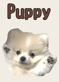 puppy theme