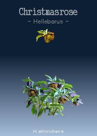 Christmasrose <Helleborus> H.atrorubens