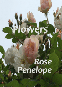 Flowers 1 ; Rose ; Penelope