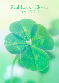 Real Lucky Clover 4-leaf#1-14