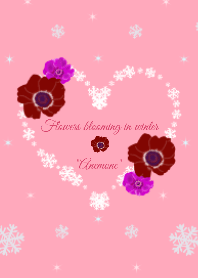 Flower blooming in winter "Anemone" r *