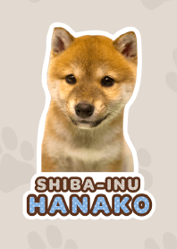 しばいぬハナコ【柴犬写真*a17】