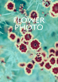 flower photo