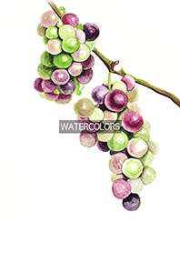 watercolors 01
