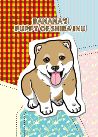 ばな菜の柴犬こいぬ