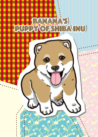 Banana's Puppy of Shiba Inu