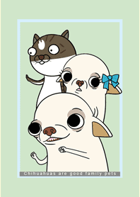 Chihuahuas are good family pets 2